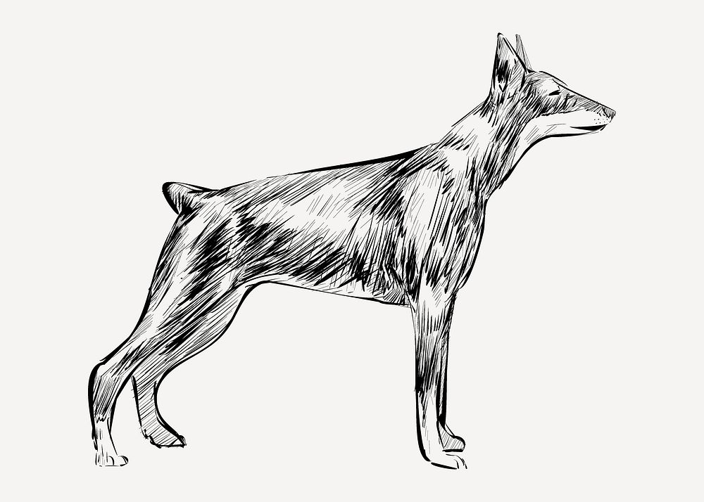 Doberman Pinscher dog sketch animal | Premium PSD - rawpixel