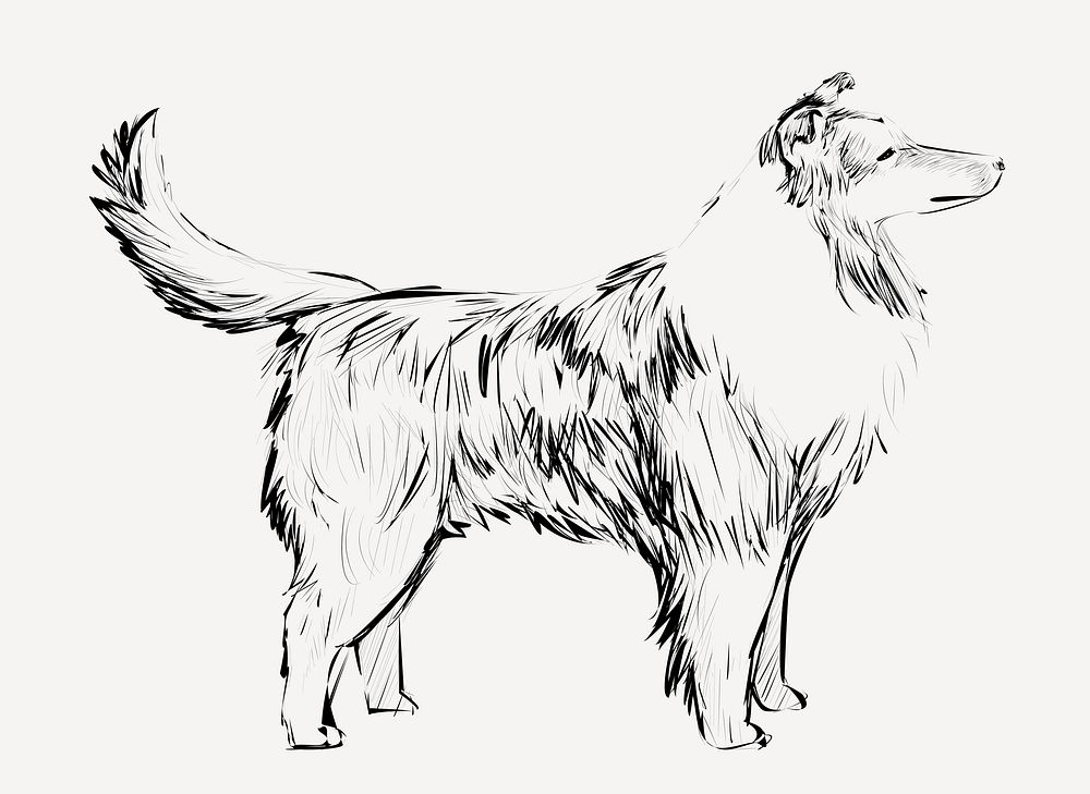 Shetland Sheepdog animal illustration vector