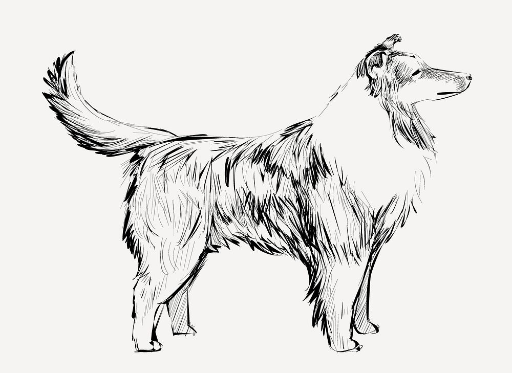 Shetland Sheepdog sketch animal illustration | Premium PSD - rawpixel