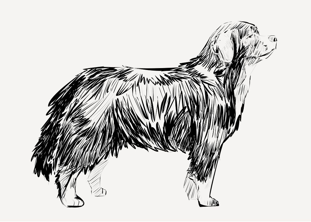 Bernese Mountain Dog animal illustration vector