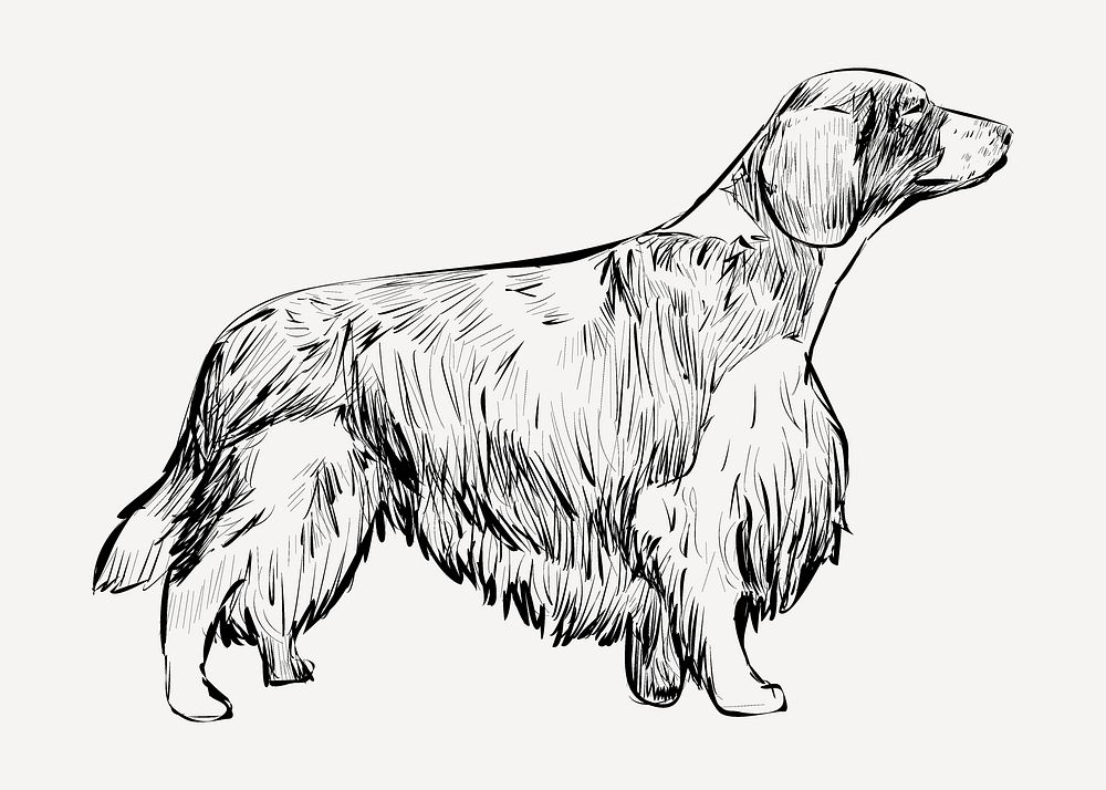 Spaniel Welsh Springer dog sketch animal illustration psd
