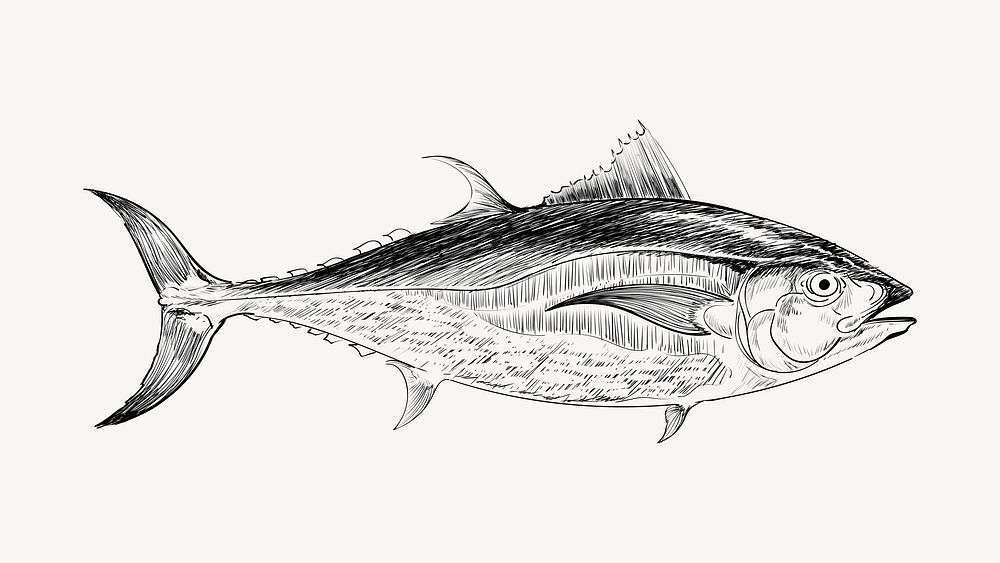 Tuna fish sketch animal illustration vector