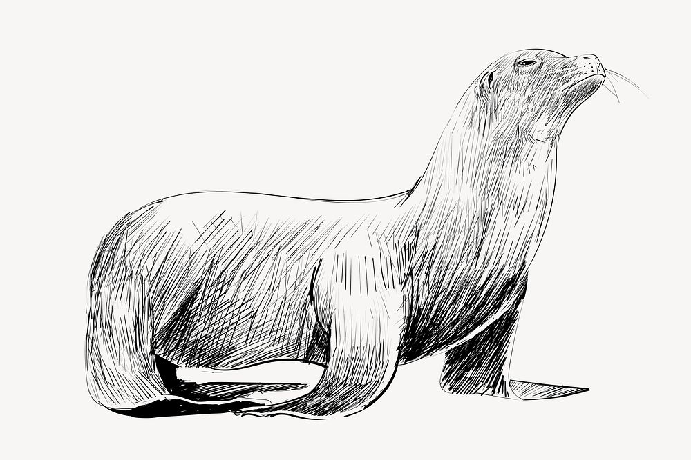 Sea Lion animal illustration vector