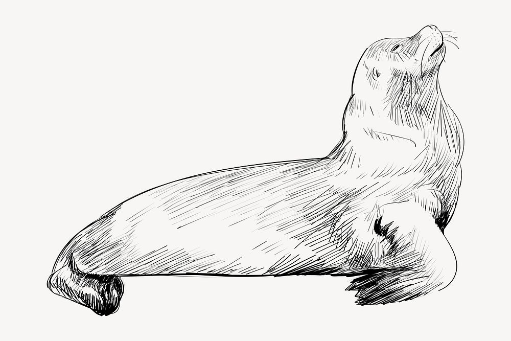 Sea Lion animal illustration vector