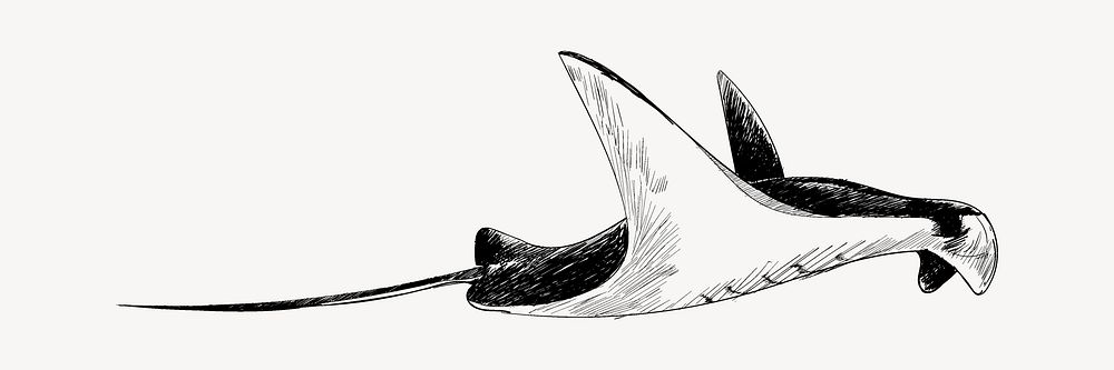 Stingray  sketch animal illustration psd