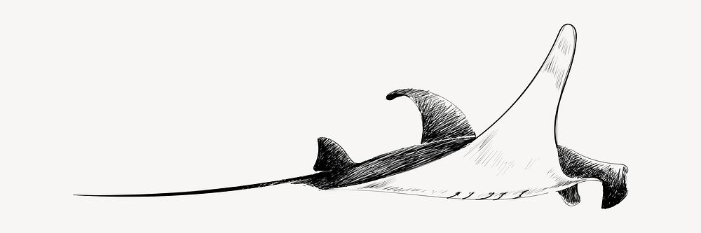 Stingray sketch animal illustration vector