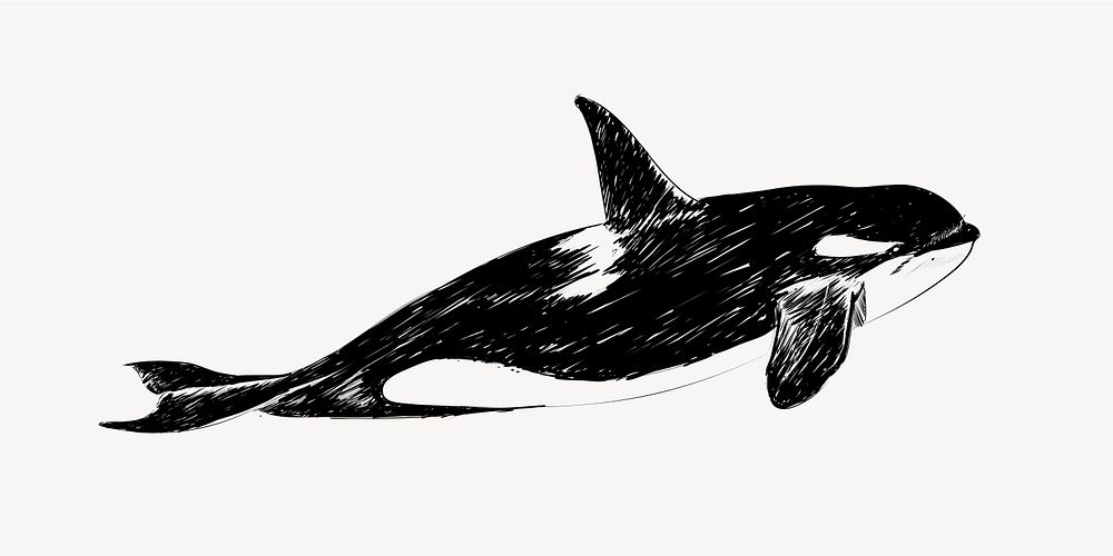 Killer whale animal illustration vector