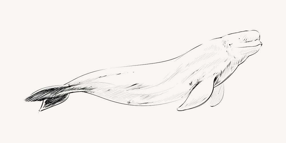 Beluga whale animal illustration vector
