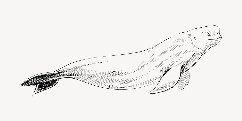 Beluga whale sketch animal illustration | Premium PSD - rawpixel