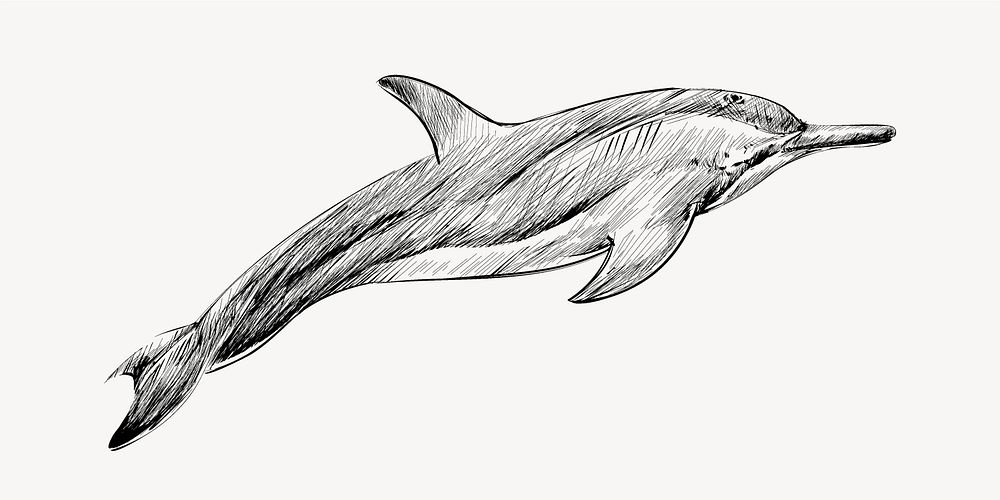 Dwarf Spinner dolphin sketch animal illustration psd