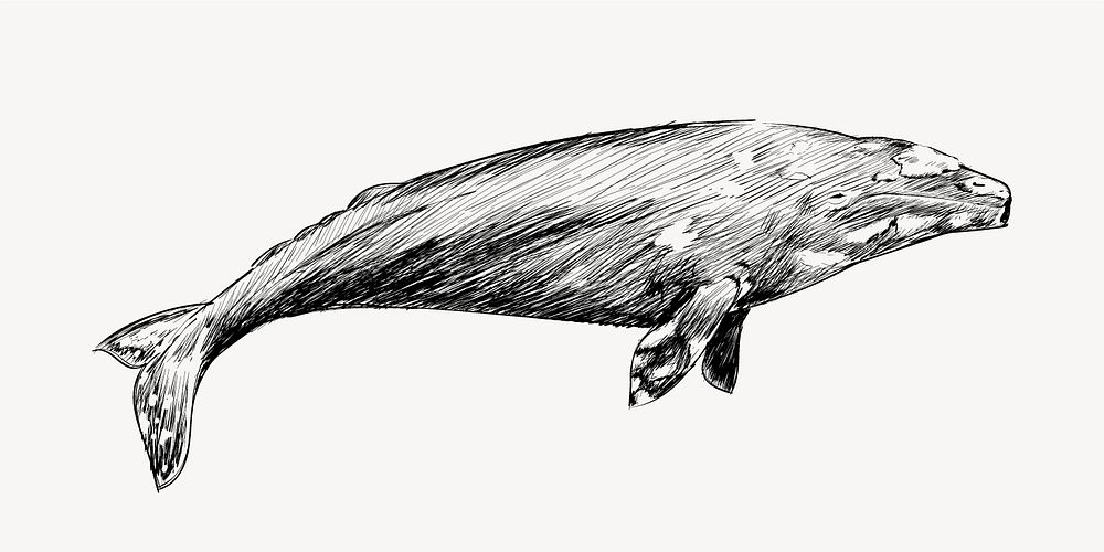 Gray whale sketch animal illustration psd