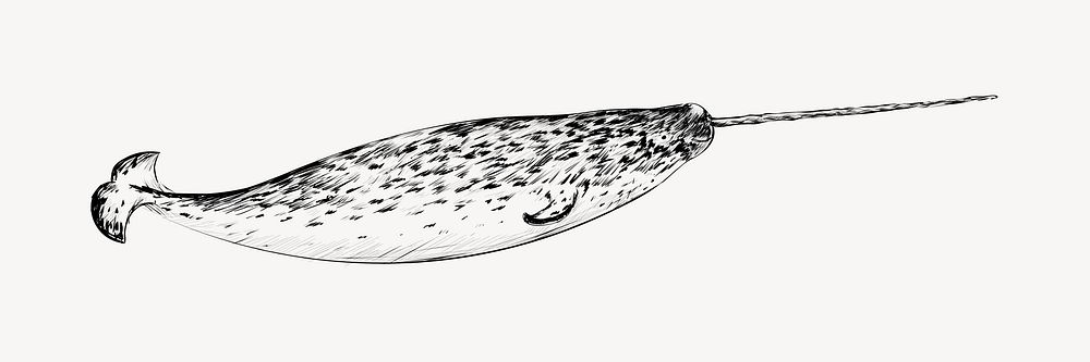 Narwhal sketch animal illustration vector