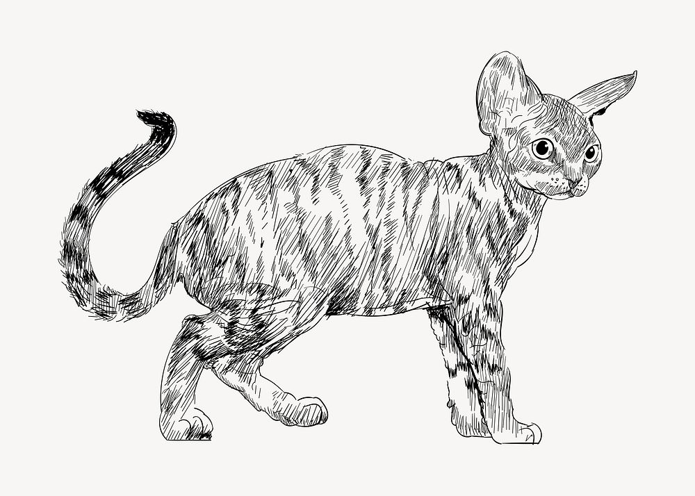 Devon Rex cat sketch animal illustration psd