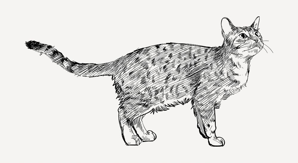 Ocicat cat animal illustration vector