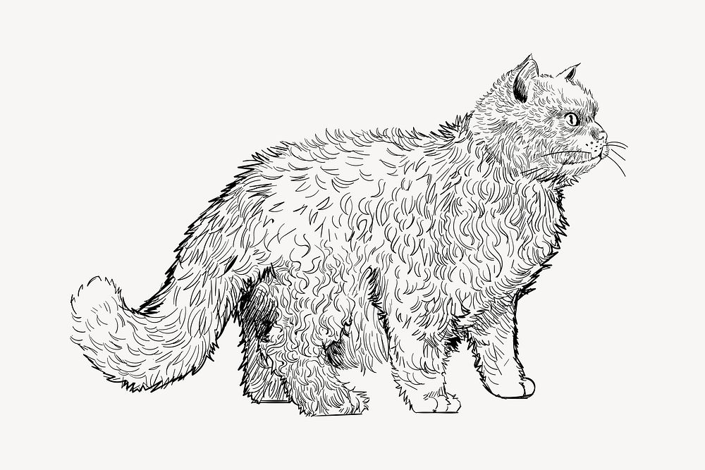 Selkirk Rex cat sketch animal illustration psd
