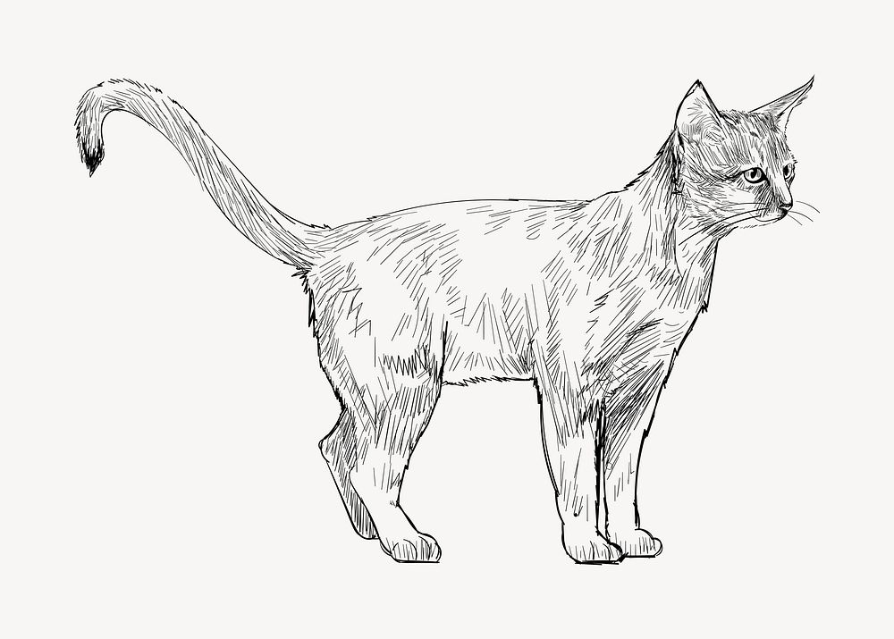 Abyssinian cat sketch animal illustration psd