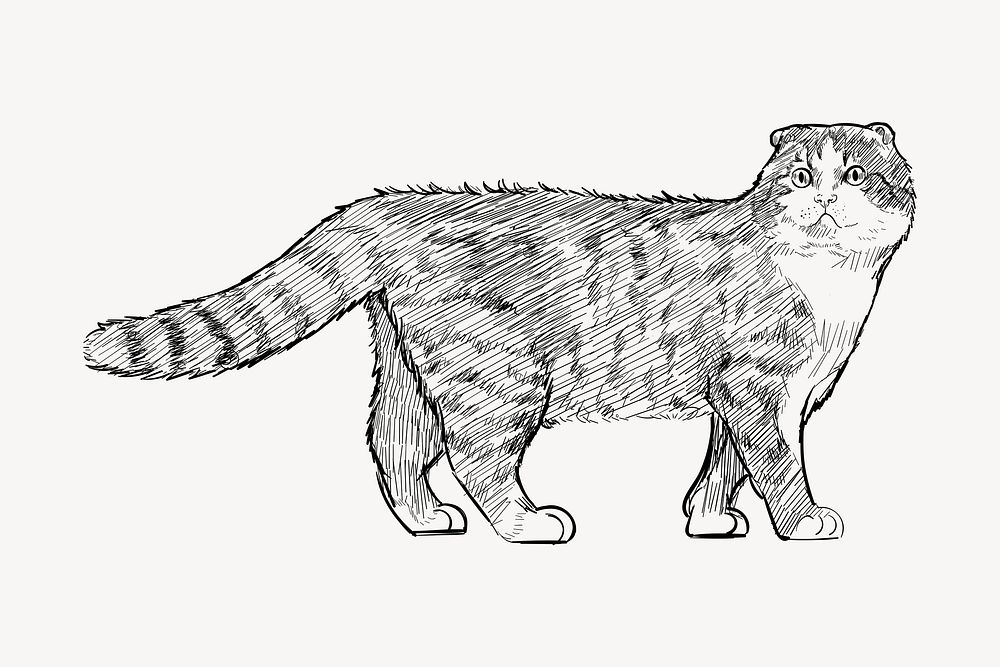 Scottish Fold cat sketch animal illustration psd