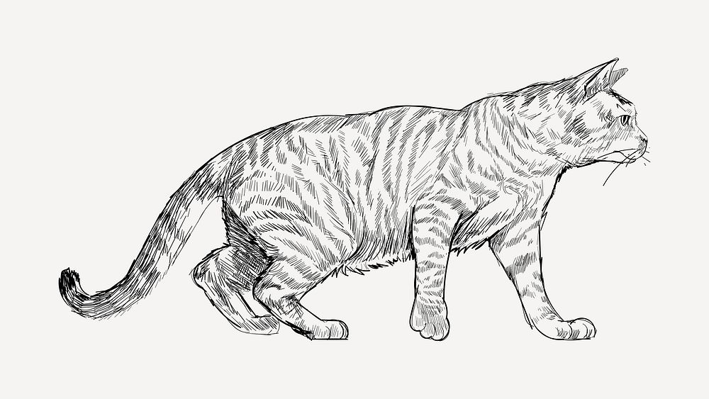 Toyger cat animal illustration vector