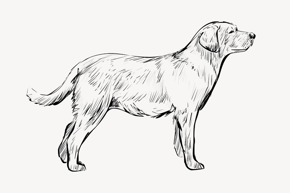 Labrador dog animal illustration vector