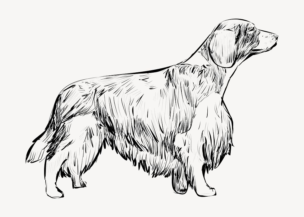 Spaniel Welsh Springer dog animal illustration vector