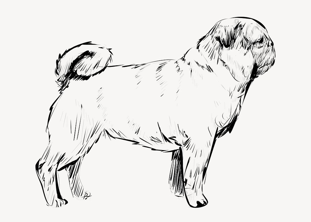 Pug dog animal illustration vector