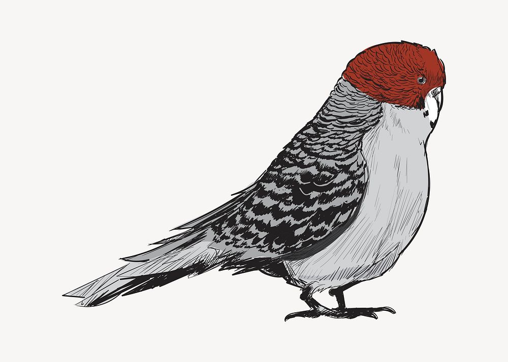 Red-headed Finch bird sketch animal illustration psd