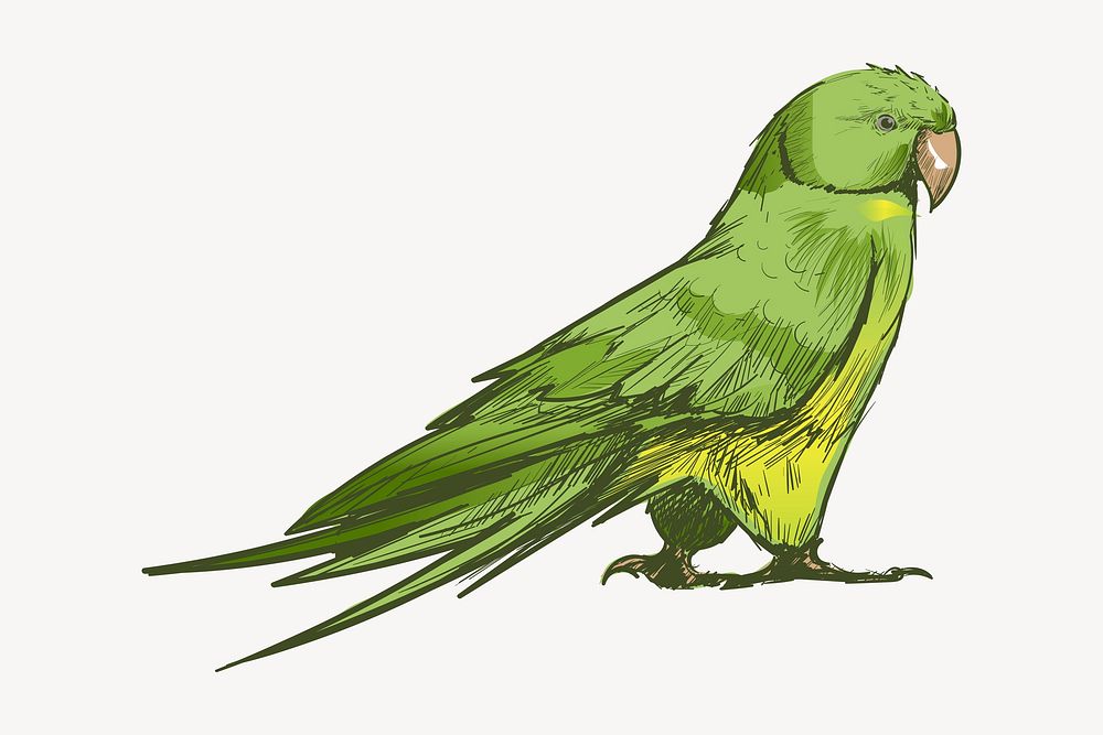Green parrot animal illustration vector