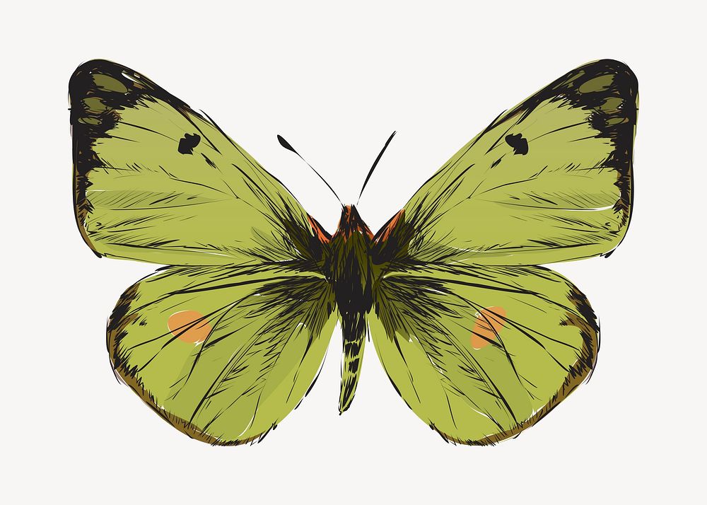 Green butterfly animal illustration vector