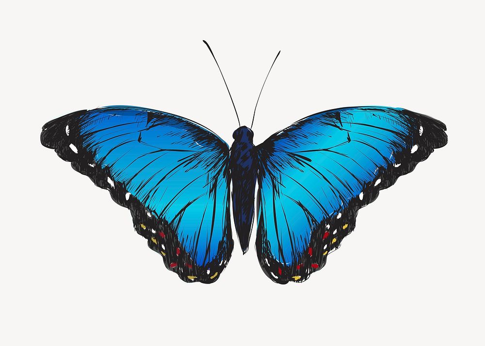 Blue Morpho butterfly sketch animal illustration psd