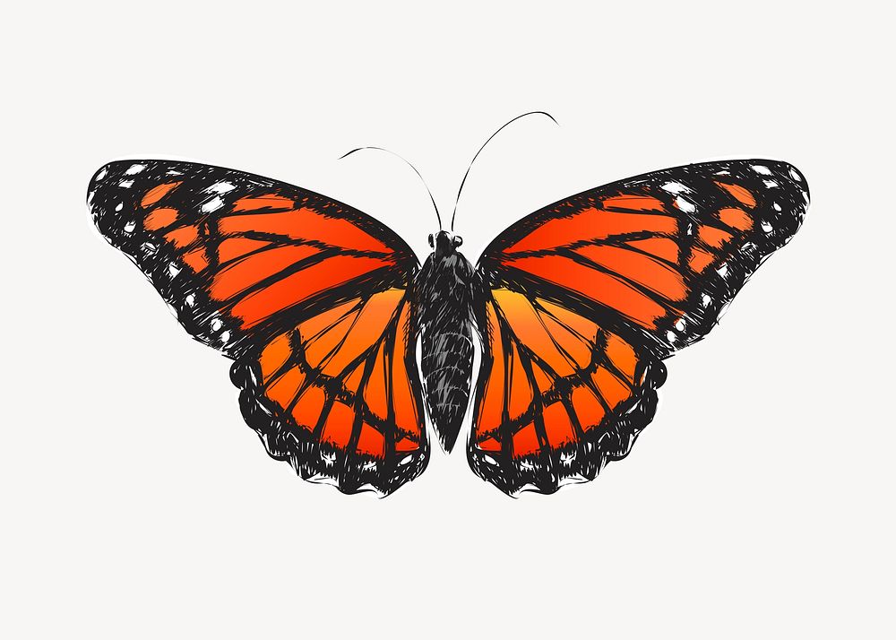 Monarch butterfly animal illustration vector