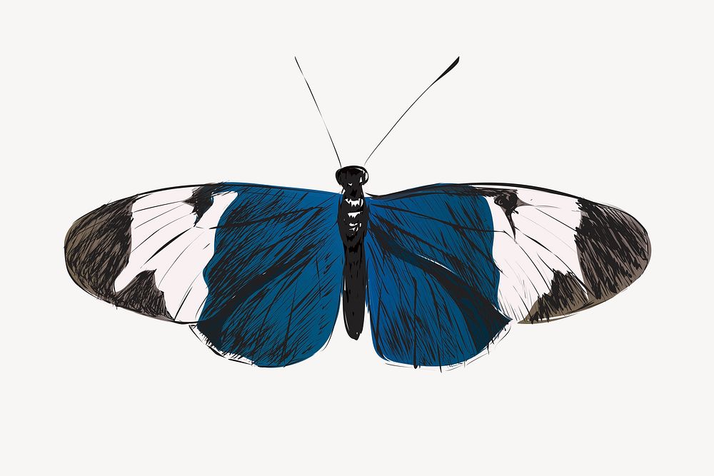 Sapho Longwing butterfly animal illustration vector