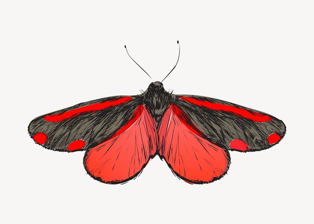 Cinnabar moth animal illustration vector