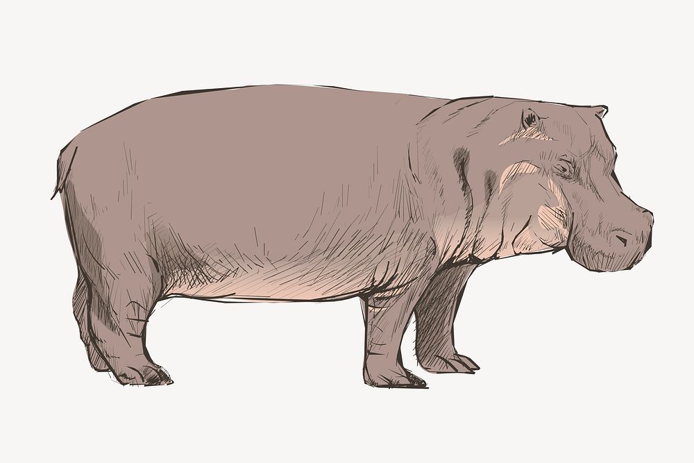 Hippopotamus sketch animal illustration vector