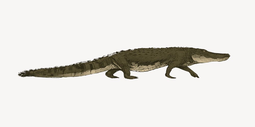 Green alligator animal illustration vector