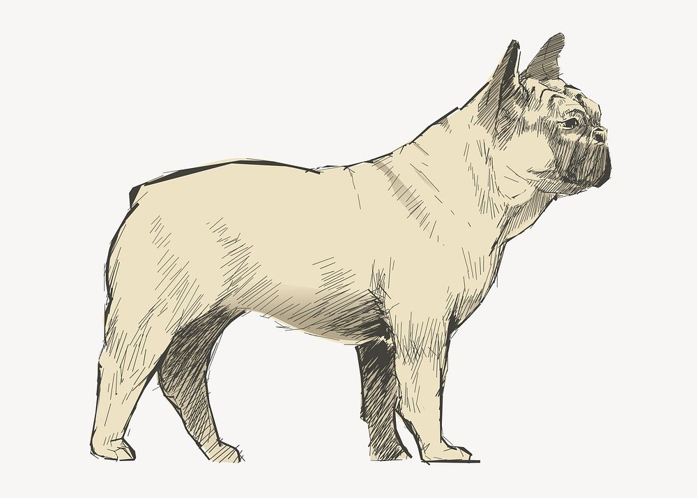 French Bulldog animal illustration vector