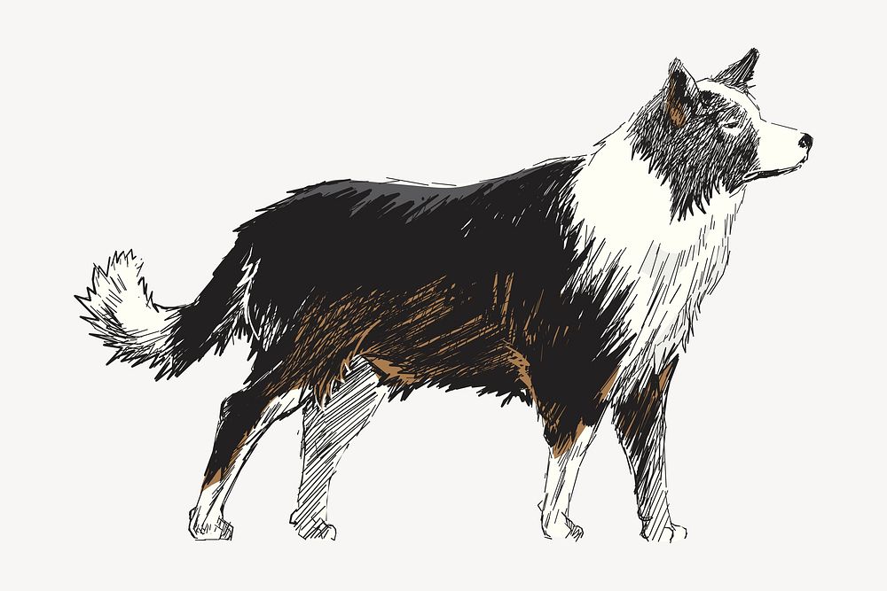 Boder Collie dog animal illustration vector