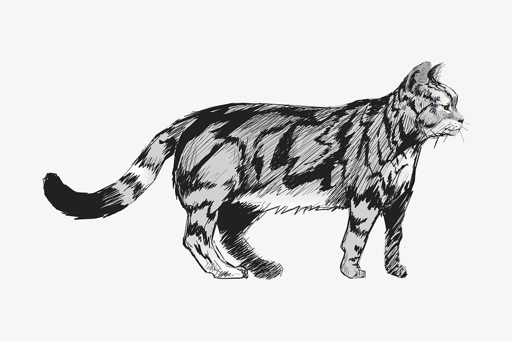 American Shorthair cat animal illustration vector