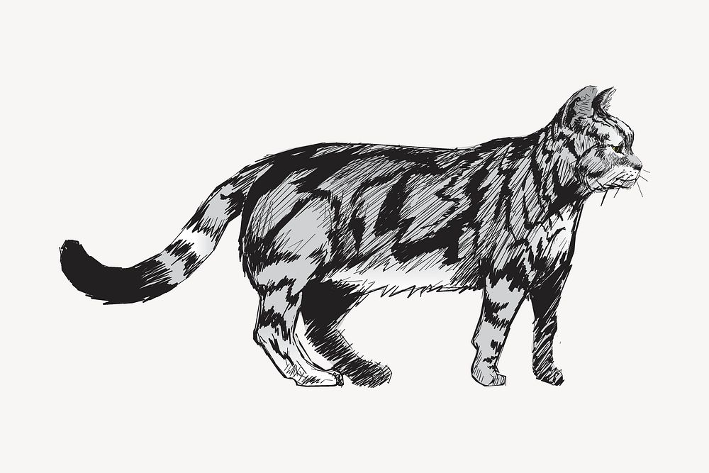 American Shorthair cat sketch animal illustration psd