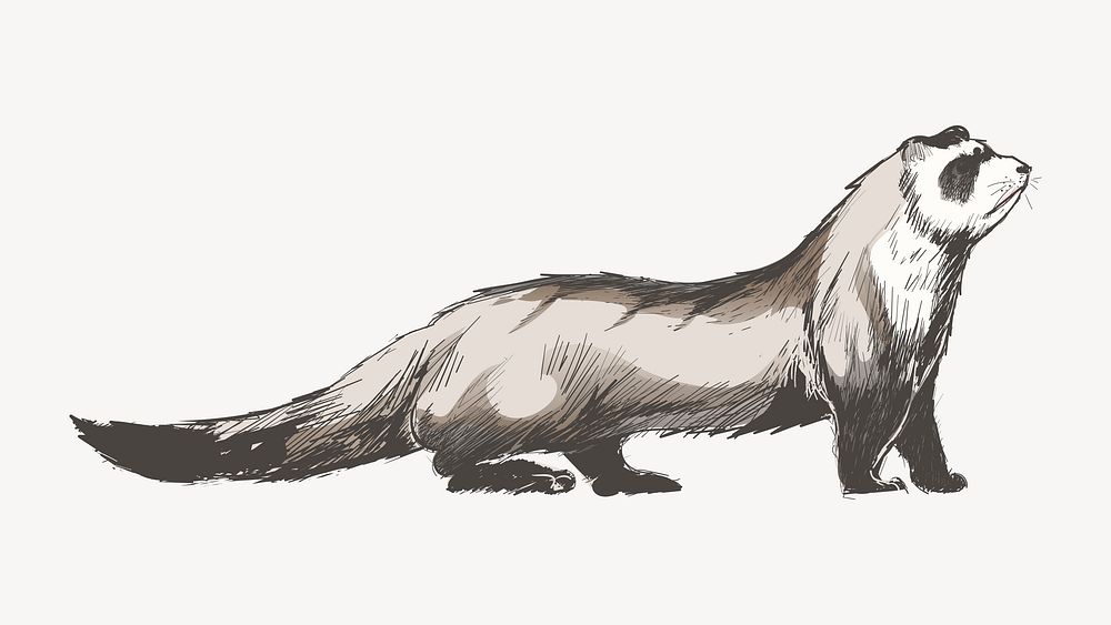 Cute ferret animal illustration vector