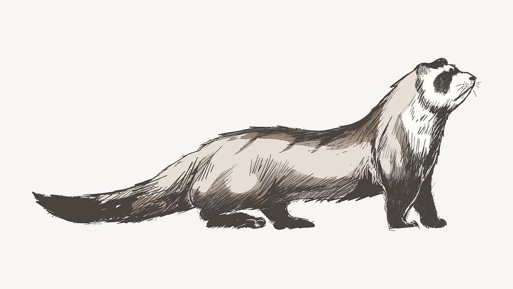 Cute ferret sketch animal illustration psd