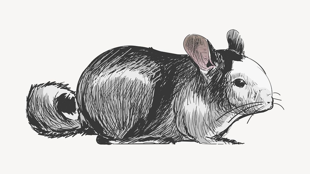 Cute chinchilla animal illustration vector