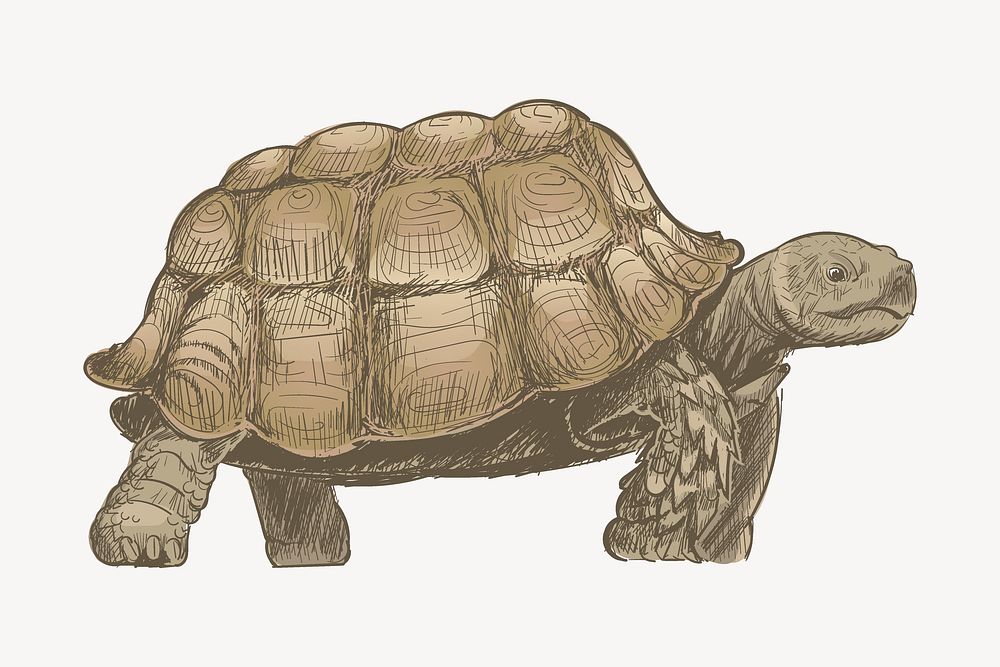 Brown turtle sketch animal illustration psd