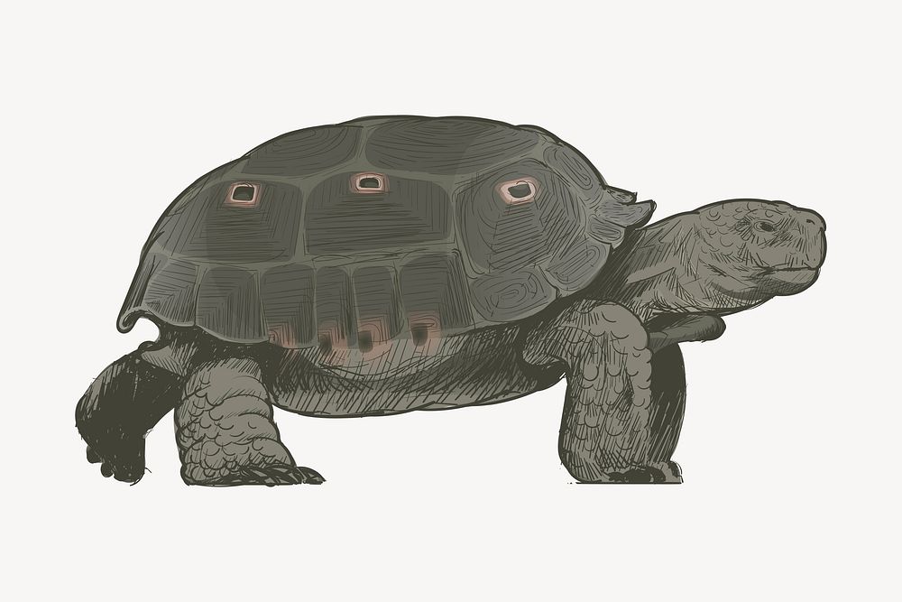 Dark green turtle animal illustration vector