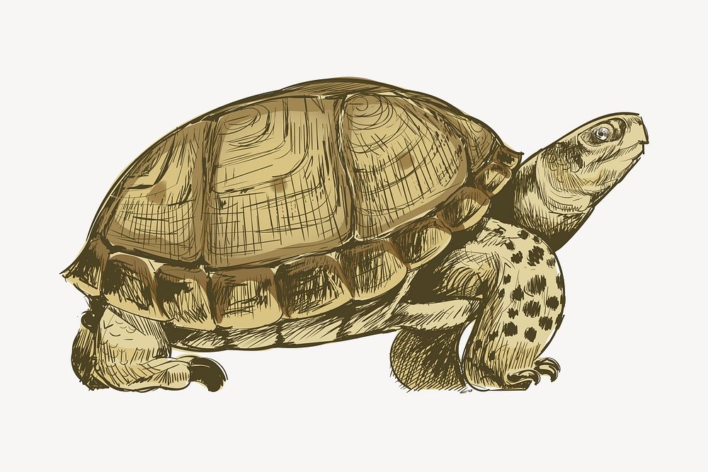 Turtle sketch animal illustration vector