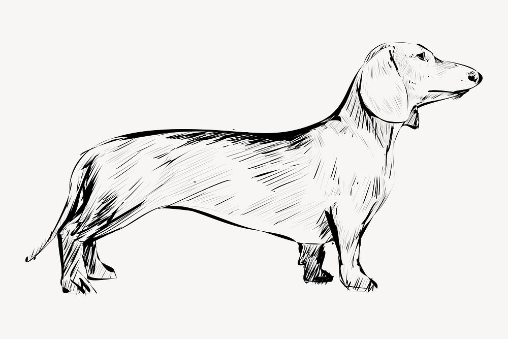 Dachshund dog animal illustration vector
