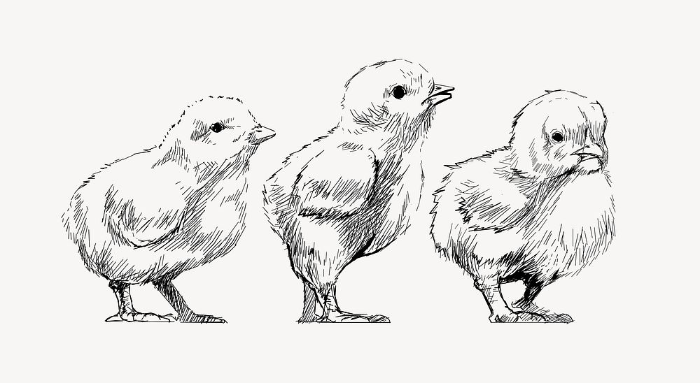 Baby chicks sketch animal illustration vector