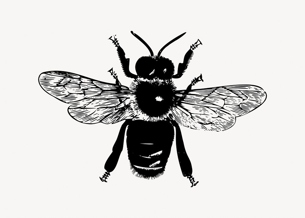 Bee illustration vector. Free public domain CC0 image.