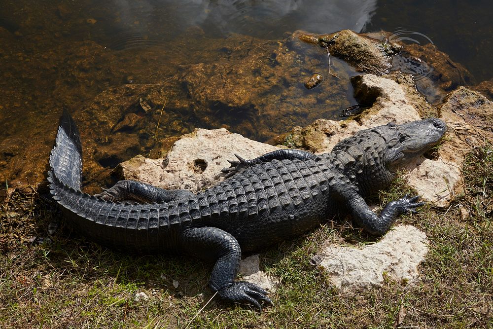                         Those who stop at the Oasis Visitor Center along the Tamiani Trail through the Everglades, an…