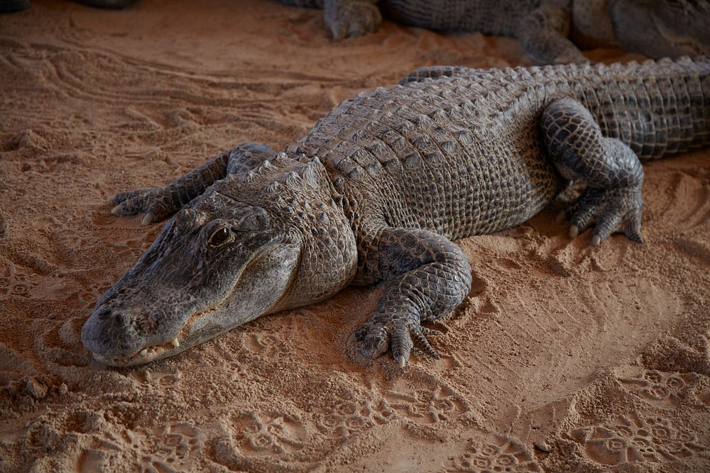                         A menacing-looking alligator at the Everglades Safari Park, a tourist attraction in the Everglades…