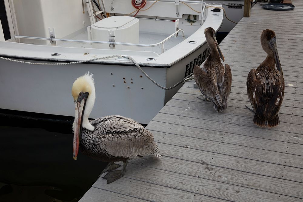                         Extremely tame pelicans have the run of the dock in Destin, Florida, a popular beach community in…